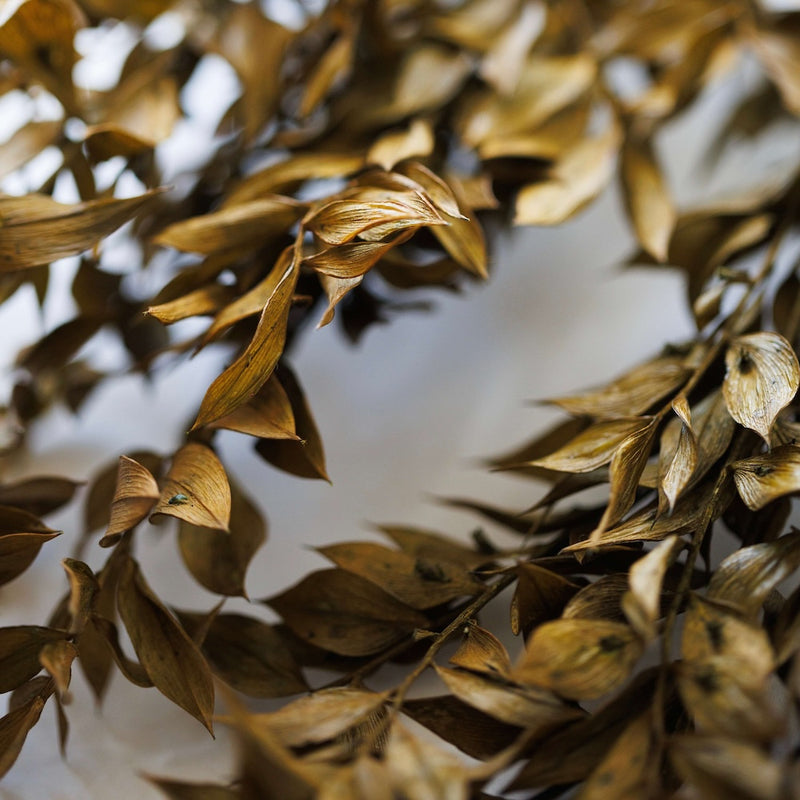 ruscus-vert