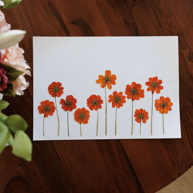 herbier-flowrette