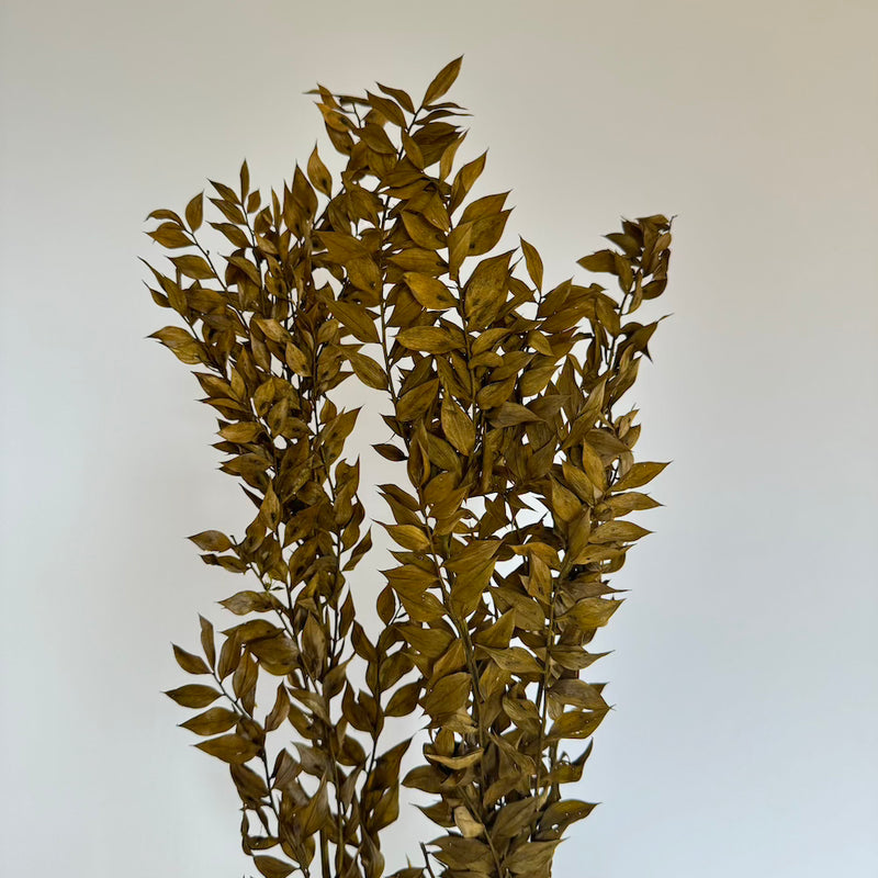 ruscus-vert