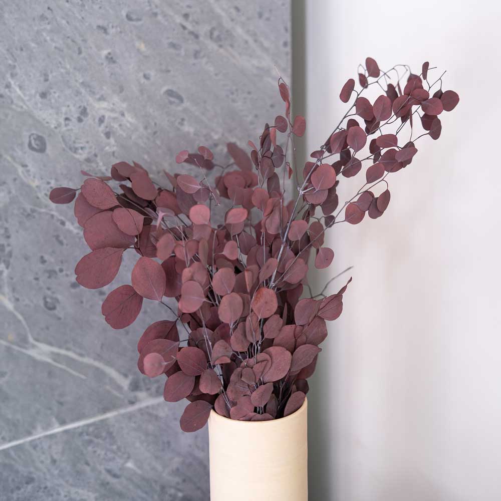 Eukalyptus populus bordeaux Boot