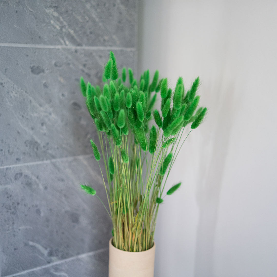 Grüner Lagurus -Kofferraum