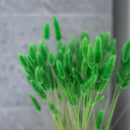 Grüner Lagurus -Kofferraum