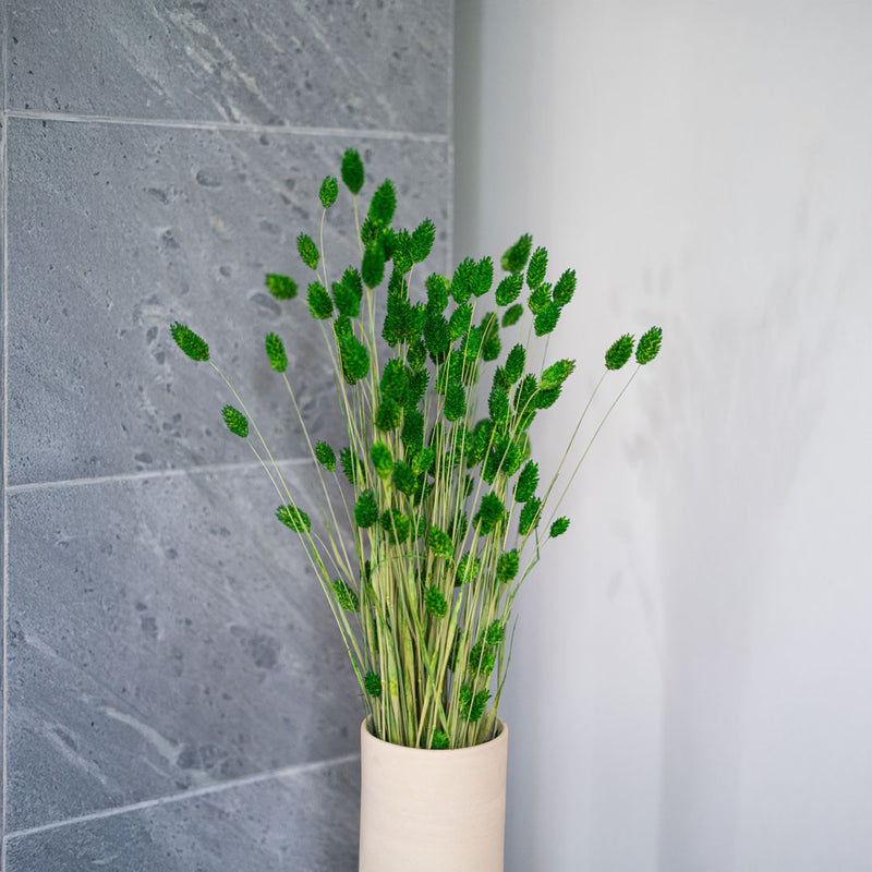 Grüner Phalaris Boot