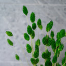 Grüner Phalaris Boot