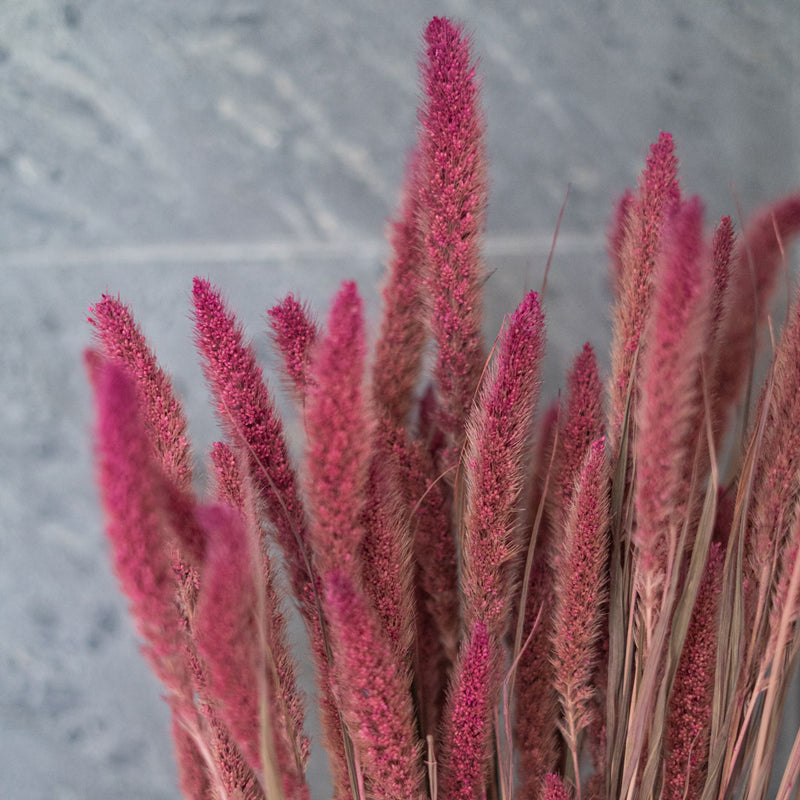 Sétaire Pink Stiefel