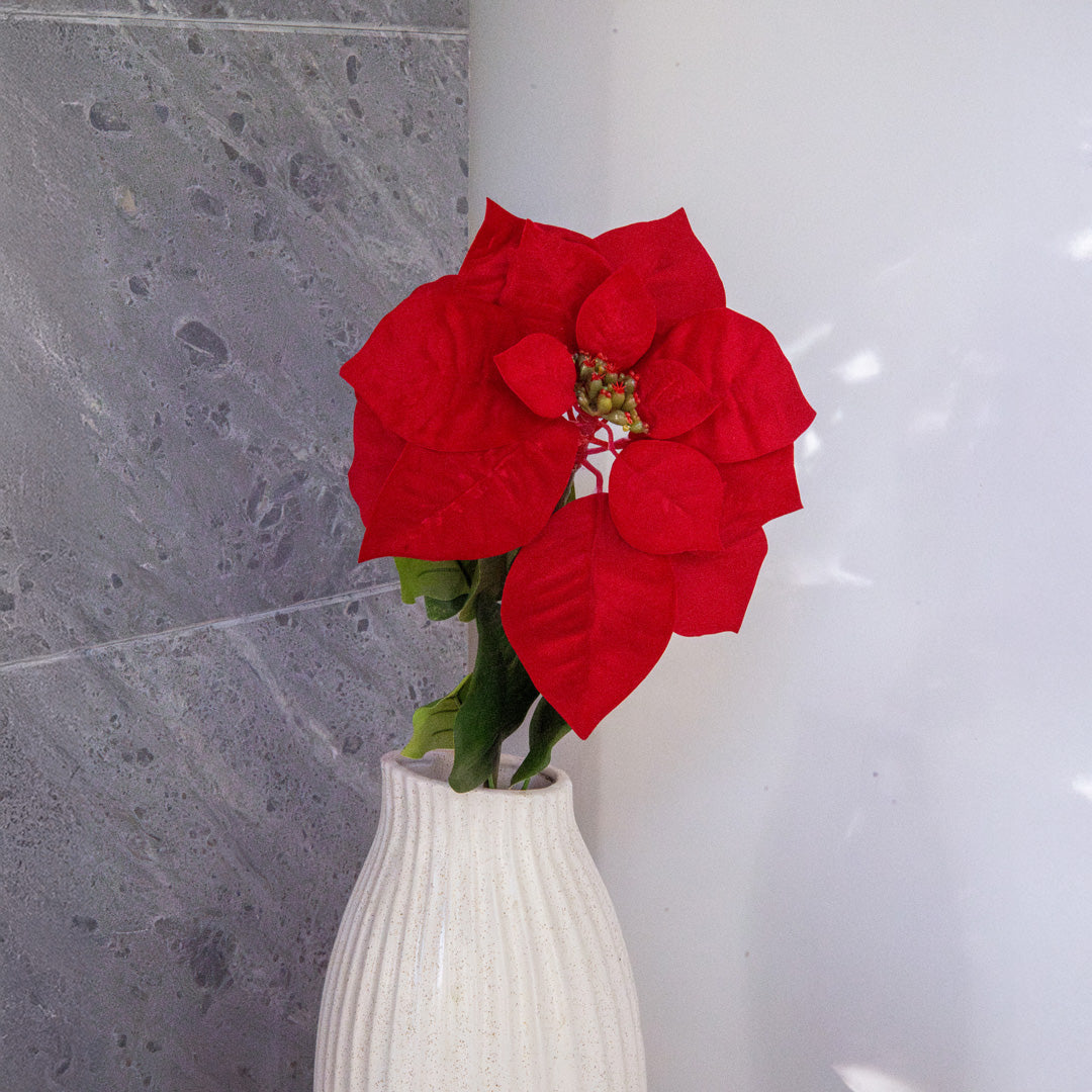 Weihnachtssternstamm