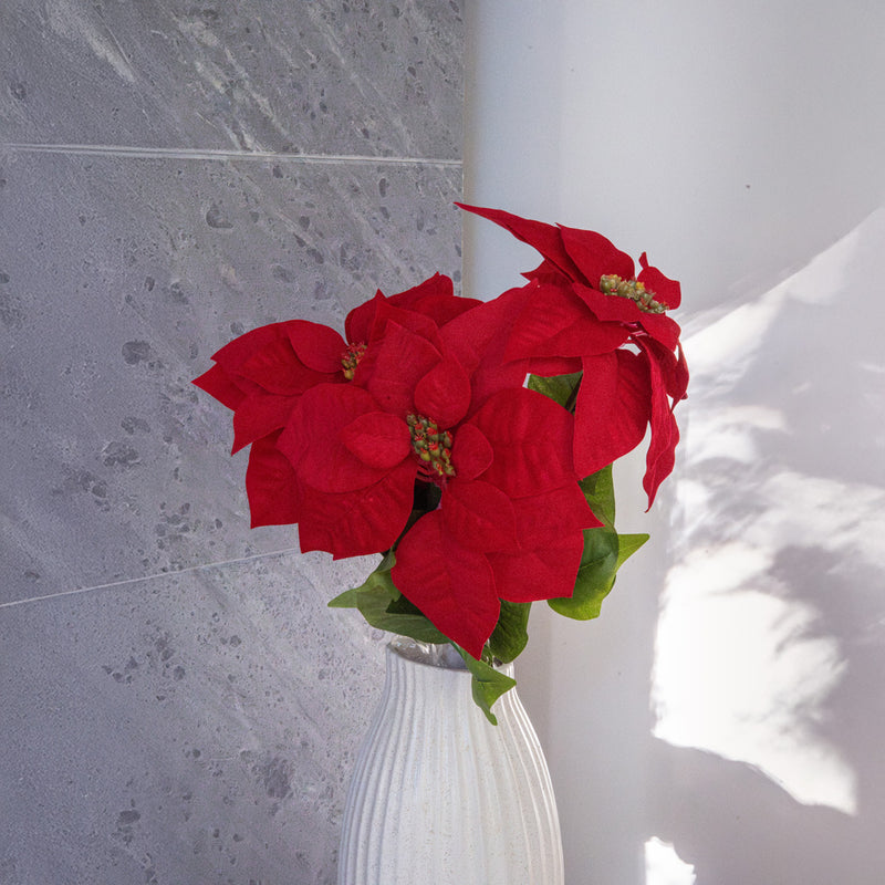 Weihnachtssternstamm