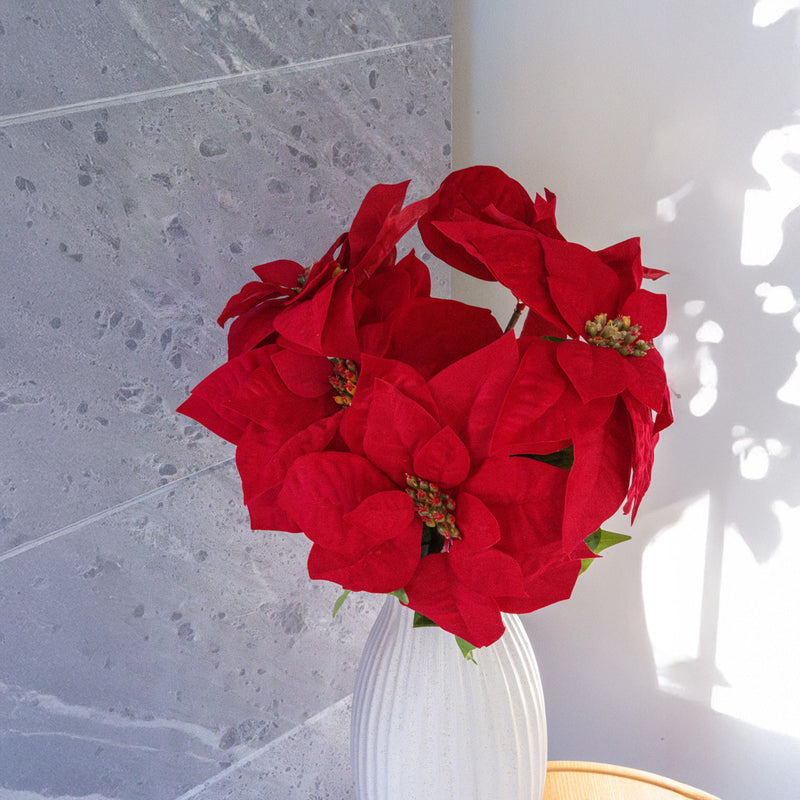 Weihnachtssternstamm