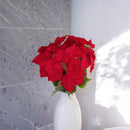 Weihnachtssternstamm