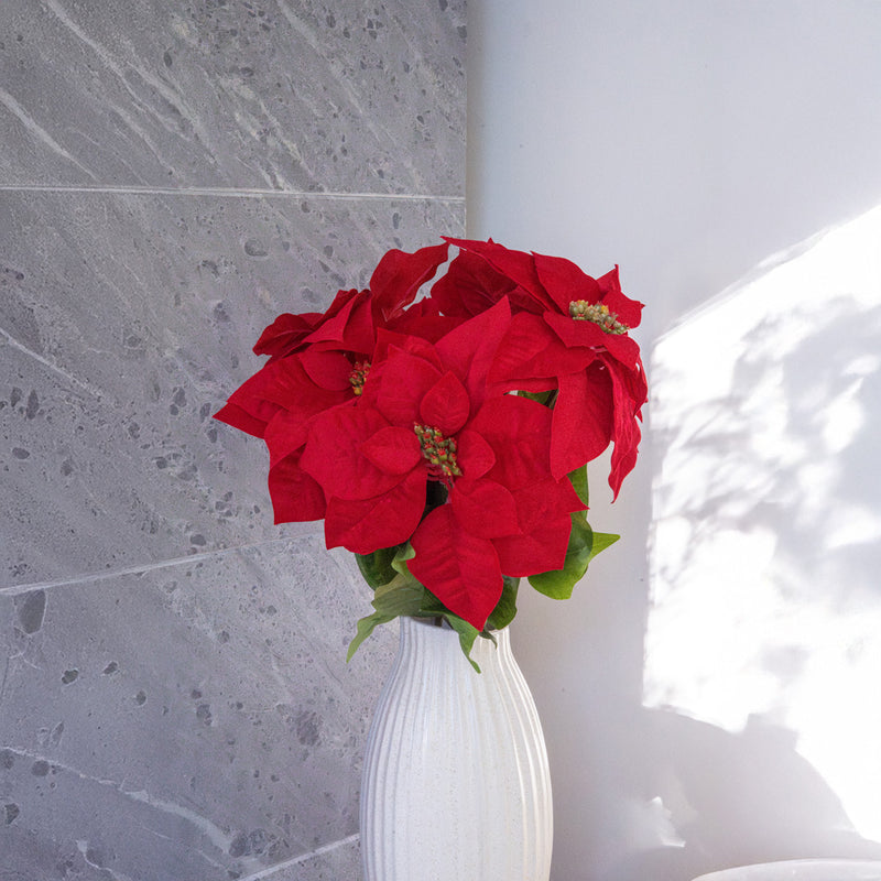 Weihnachtssternstamm