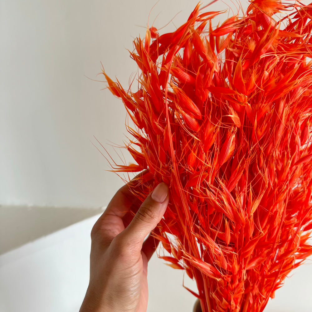 Botte fleurs séchées Avoine Orange foncé