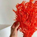 Botte fleurs séchées Avoine Orange foncé