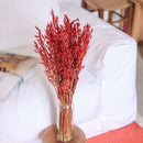 avoine-seche-rouge-flowrette