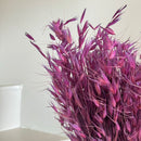Botte fleurs séchées Avoine Violet