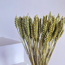 Botte fleurs séchées Blé Vert olive