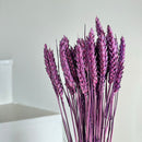Botte fleurs séchées Blé Violet