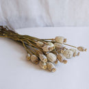 Getrockneter Pavot -Stiefel