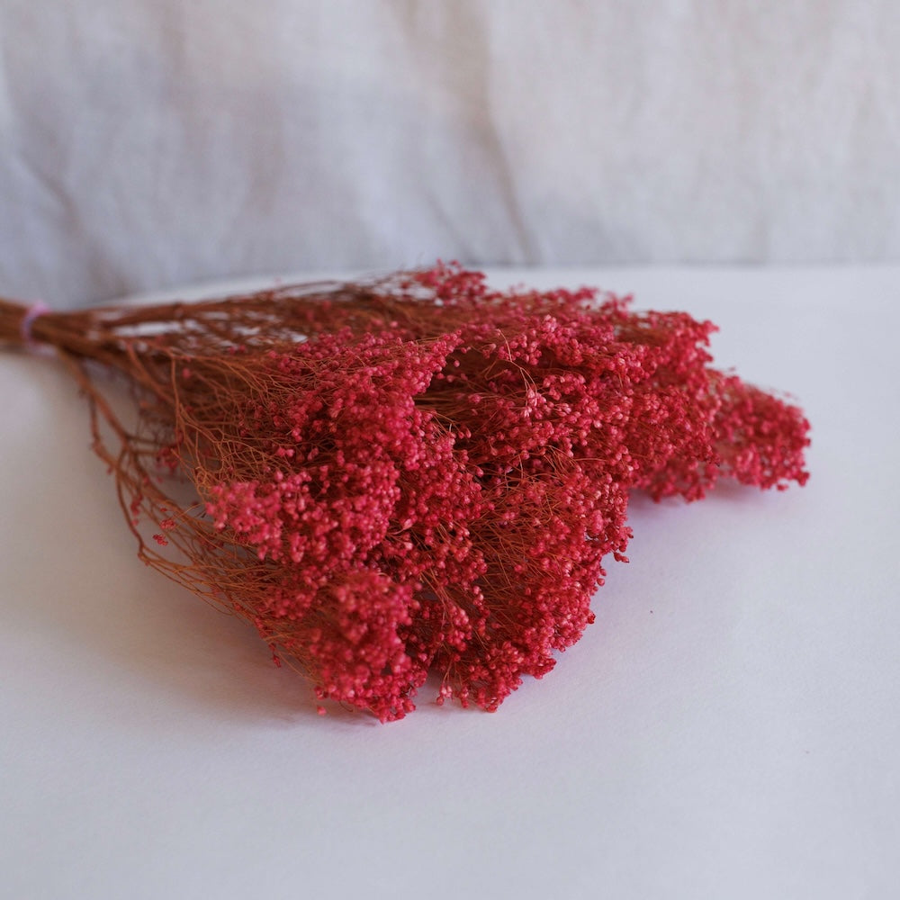 Besenbesenblüte Rose Rose