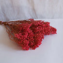 Besenbesenblüte Rose Rose