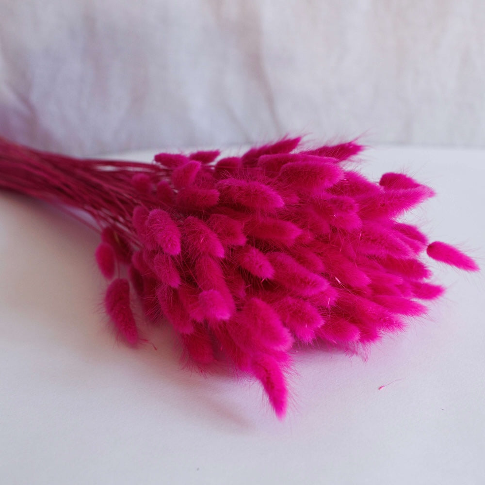 Lagurus fuchsia Boot