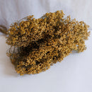 Besen Besen blühen natürlich