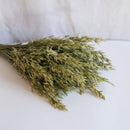 Natürlicher grüner Haferschuh