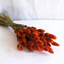 Orange Phalaris Boot