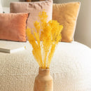 bottes-fleurs-sechees-flowrette-coloree-broom-bloom-jaune-vif