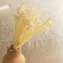 bottes-fleurs-sechees-flowrette-coloree-blanc-glixia