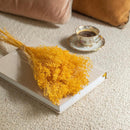 bottes-fleurs-sechees-flowrette-coloree-broom-bloom-jaune-vif