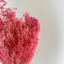 Botte fleurs séchées Broom bloom Lilas