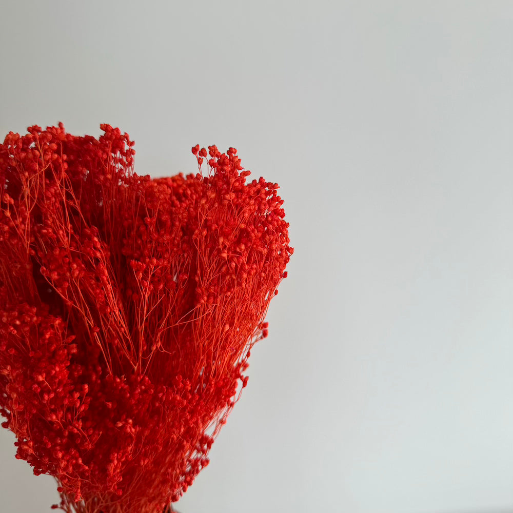 Botte fleurs séchées Broom bloom Orange foncé