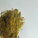 Botte fleurs séchées Broom bloom Vert olive