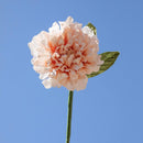 fleur-papier-flowrette-dalia-corail-colore