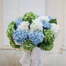 Hellblaue Hortensie