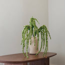 Grande amarante tombante verte 