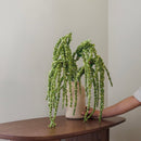 Grande amarante tombante verte 