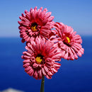 fleurs-en-papier-flowrette-gerbera