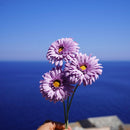 fleurs-en-papier-flowrette-gerbera