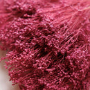 Botte fleurs séchées Broom bloom Violet