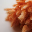 Botte fleurs séchées Lagurus Pêche