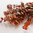 eucalyptus-nicoly-stabilise