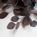 eucalyptus-populus-stabilise