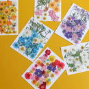 flowrette-fleurs-pressee-multicolore