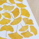 Herbier Camaieux de Ginkgo
