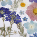 herbier-fleurs-pressees-flowrette
