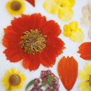 herbier-fleurs-pressees-flowrette