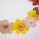 herbier-fleurs-pressees-flowrette
