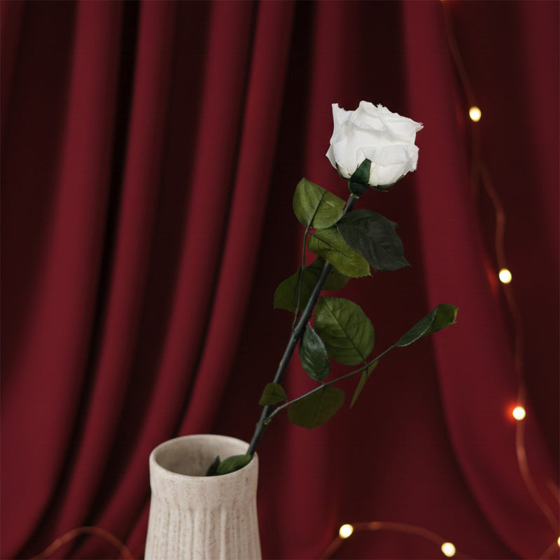 Stabilisiertes weißes Rosa