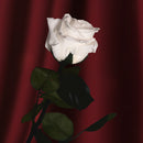 Stabilisiertes weißes Rosa